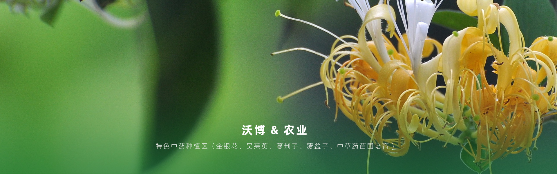 主要提供農(nóng)業(yè)親子樂(lè)園旅游、江西中藥種植、江西樂(lè)平鮮果采摘體驗(yàn)、江西夏令營(yíng)研學(xué)、江西戶(hù)外拓展、江西旅游打卡、江西水上樂(lè)園游艇、江西沃博VR科技科普等服務(wù)項(xiàng)目。